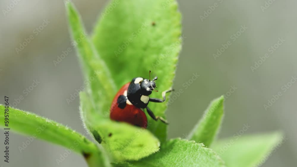 lady-cow hold on to a swinging green leaf lady-cow hold on to a swinging green leaf