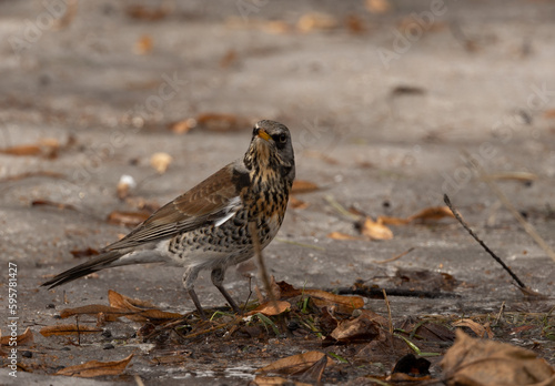 Fieldfare Turdus in winter in the park on the snow in search of food