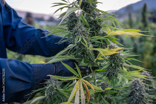 Close-up of a harvest worker cutting a cannabis plant in an outdoor field of marijuana on a marijuana farm