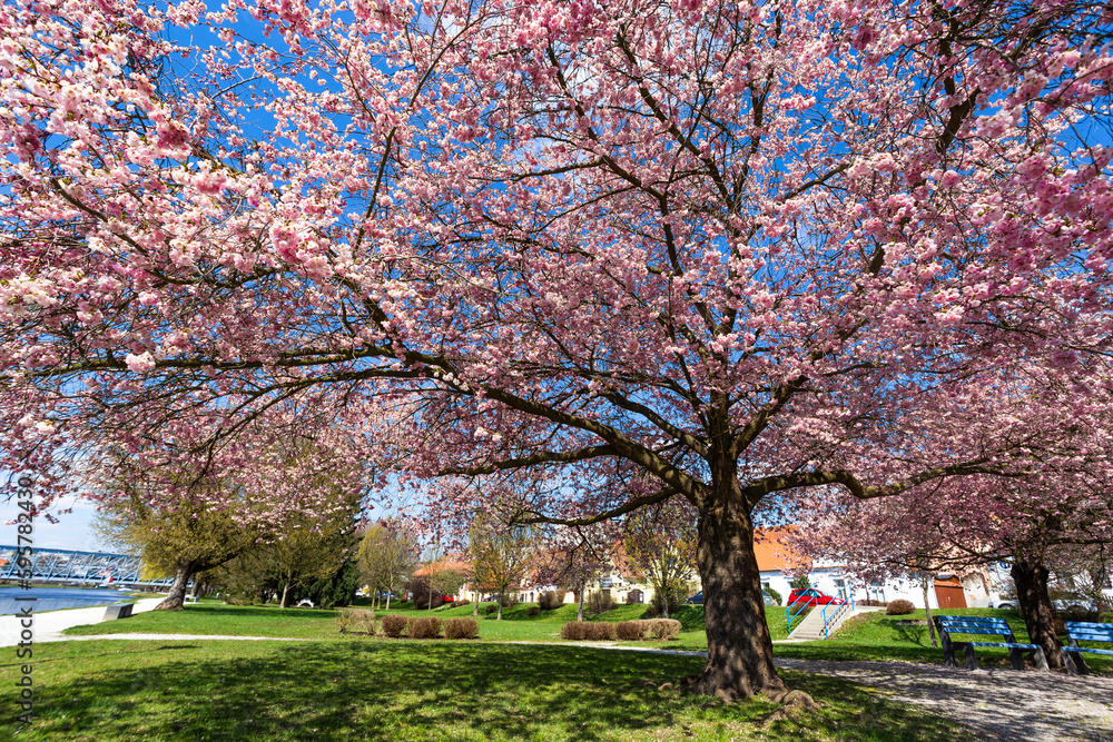 Blossom cherry trees in small town Tyn nad Vltavou, Czechia. Blossom cherry trees in small town Tyn nad Vltavou, Czechia.