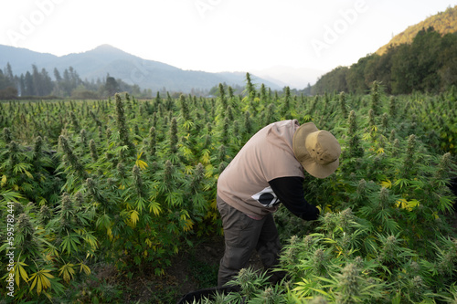 Man harvesting a cannabis plant in an outdoor marijuana field on a marijuana farm
