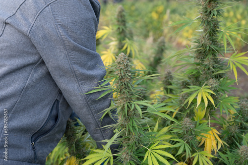 Harvest worker, man, woman, cutting cannabis plants bearing big, healthy buds, in a cannabis field on a cannabis farm, close-up