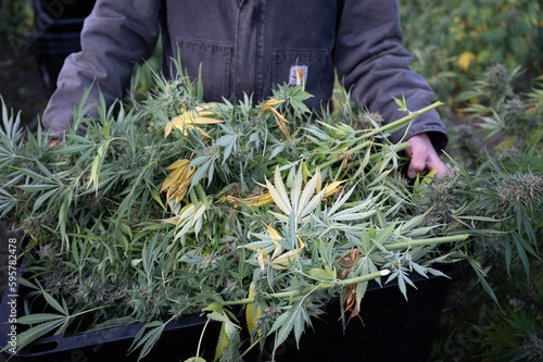 Harvest worker in a cannabis farm, holding a bin full of freshly cut cannabis plants