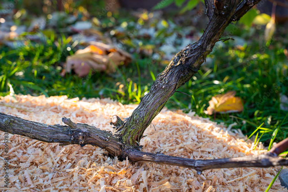 The soil in the vineyard is covered with sawdust for the winter. Mulching the soil before cold snaps. Frost protection for grapes. The rays of the setting sun on the garden bed The soil in the vineyard is covered with sawdust for the winter. Mulching the soil before cold snaps. Frost protection for grapes. The rays of the setting sun on the garden bed