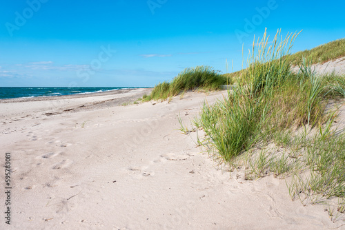 D  nen mit Strandgras am unber  hrten Strand der Ostsee  Halbinsel Dar    Nationalpark Vorpommersche Boddenlandschaft