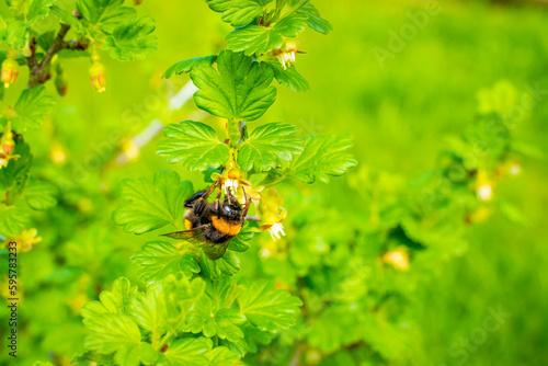 A bumblebee pollinates a flowering gooseberry bush close-up on a blurred background. Pollinator on a branch of a bush of berries in spring © Влад Варшавский
