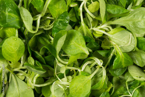 mache lettuce green salad