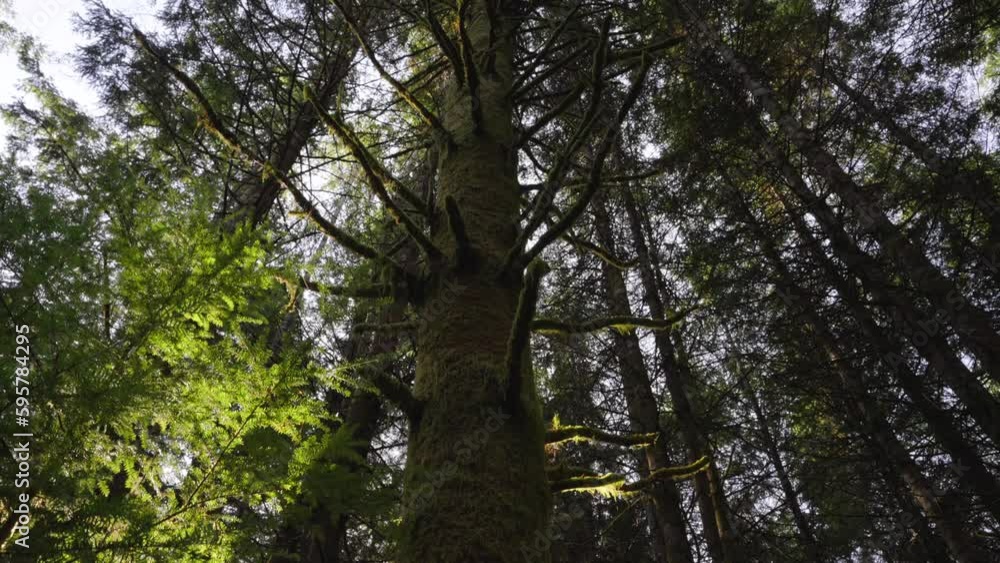 Thick Forest in Countryside of British Columbia, Canada on Sunny EvenING, Low Angle View Thick Forest in Countryside of British Columbia, Canada on Sunny EvenING, Low Angle View