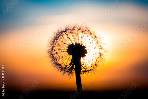 Dandelion flower with sunset