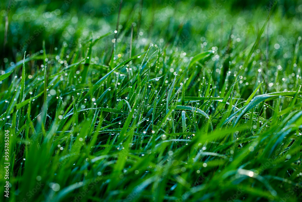 Morning dew on the grass. Shallow depth of field. Green grass with dew drops close up. Natural background with selective focus. Morning dew on the grass. Shallow depth of field. Green grass with dew drops close up. Natural background with selective focus.