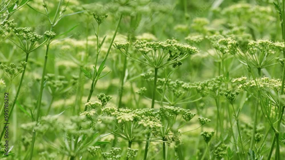Blooming fennel or dill in the vegetable garden. Dill umbrellas in summertime. Dill is aromatic herb. Rural area. Beautiful green abstract nature background. Close-up, slow motion, selective focus Blooming fennel or dill in the vegetable garden. Dill umbrellas in summertime. Dill is aromatic herb. Rural area. Beautiful green abstract nature background. Close-up, slow motion, selective focus
