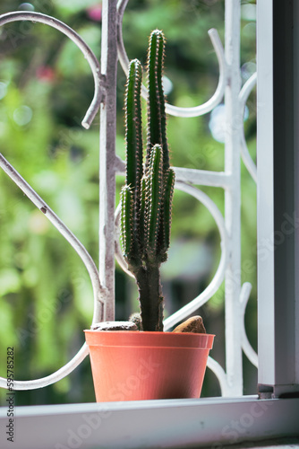 Cactus en maceta sobre ventana