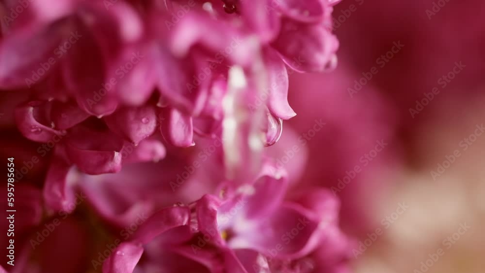 Lilac flowers under rain. Raindrops on lilac petals. Nature background. Water drops falls on spring flowers. Blooming lilac flowers Syringa vulgaris. Close up, selective focus Lilac flowers under rain. Raindrops on lilac petals. Nature background. Water drops falls on spring flowers. Blooming lilac flowers Syringa vulgaris. Close up, selective focus