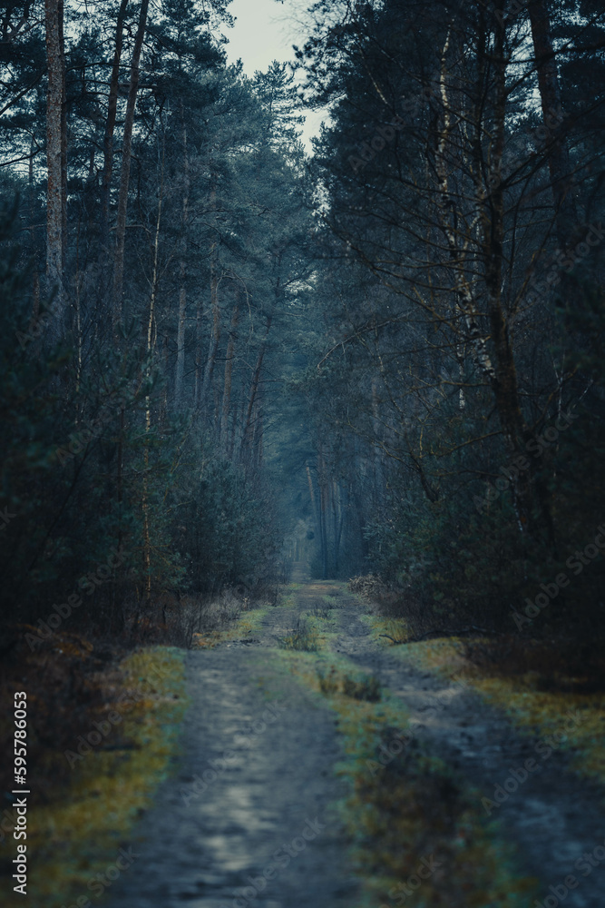 Ein Waldweg im Winter