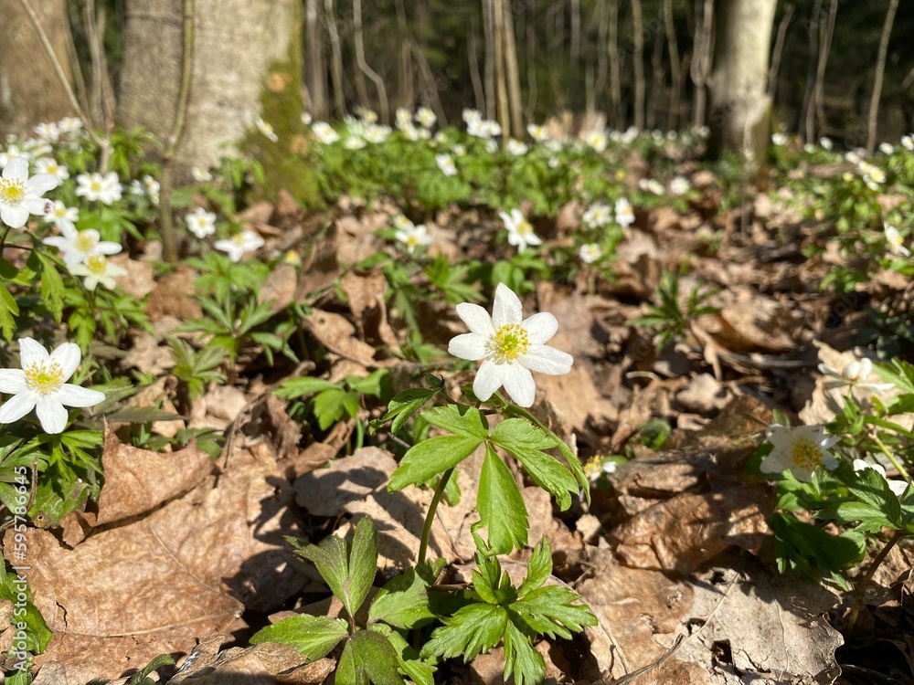 flowers in the forest