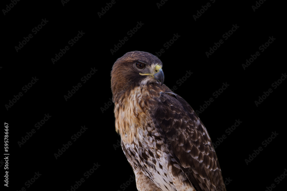 Obraz premium Saker Falcon – Falco cherrug. Beautiful and majestic bird of prey. King of the skies. 