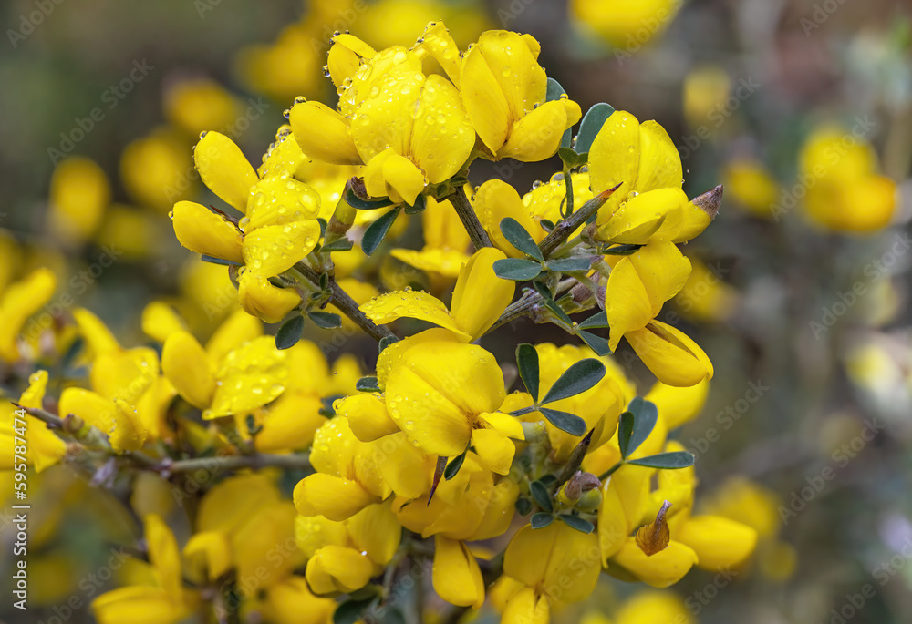 beautiful shrub with yellow flowers (Calicotome villosa) beautiful shrub with yellow flowers (Calicotome villosa)