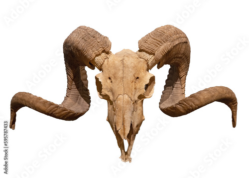Ram skull with horns isolated