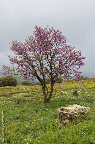  tree (cercis) blooming with pink flowers photo