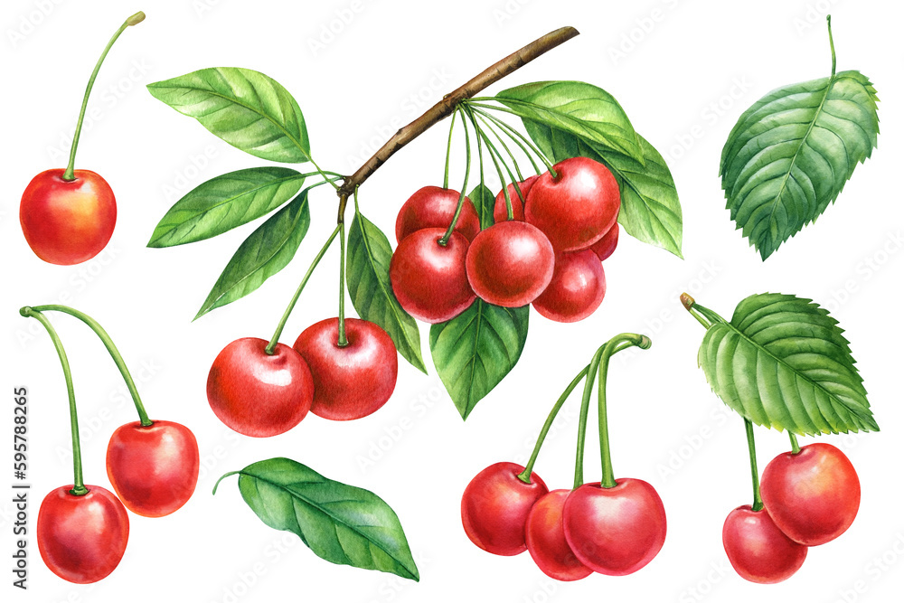 Set Cherry with leaf on a white background. Watercolor botanical illustration. Cherry on a branch. Summer berries Set Cherry with leaf on a white background. Watercolor botanical illustration. Cherry on a branch. Summer berries