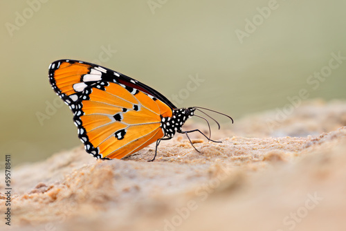 An African monarch (Danaus chrysippus) butterfly sitting on sand, South Africa.