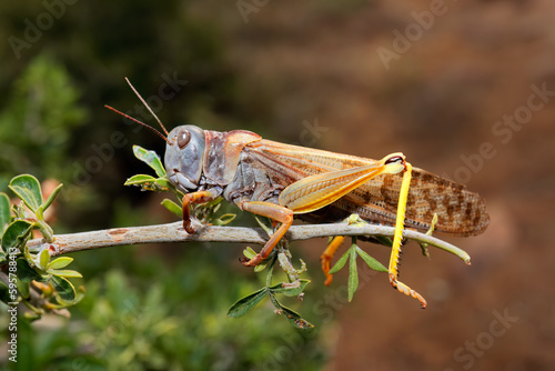 A brown locusts (Locustana pardalina) sitting on a branch, South Africa. photo