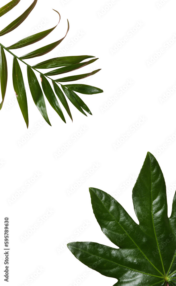 Leaves isolated on white background, summer and nature concept, PNG