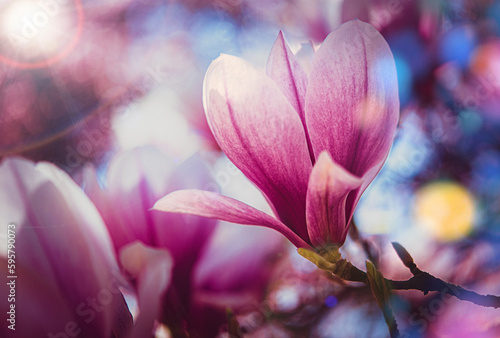 Spring magnolias with pink petals on a tree branch in morning sunlight, copy space
