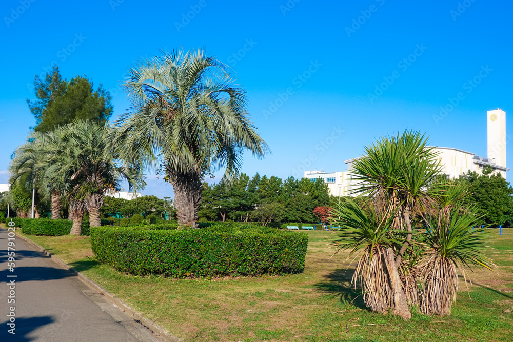 晴れ渡った三番瀬海浜公園　芝生広場の椰子（千葉県船橋市）