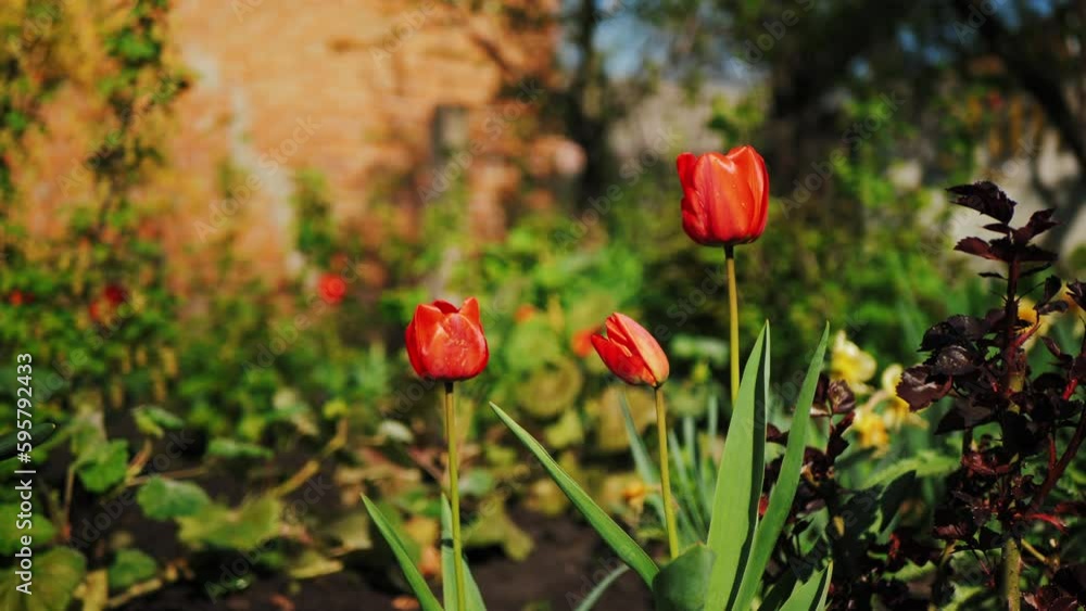 red tulips in the garden on natural natural background. red tulips in the rays of the sun in spring. red tulips in the garden on natural natural background. red tulips in the rays of the sun in spring.
