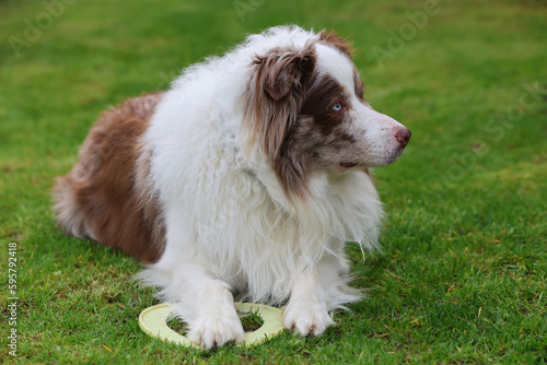 Fototapeta Naklejka Na Ścianę i Meble -  Portrait of an adorable brown and white merle Bordercollie male dog with striking sky blue eyes, playing with his toy on the lawn and looking towards the right side .	