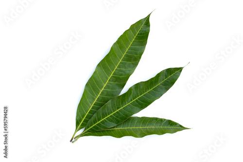 Mango leaves on white background.