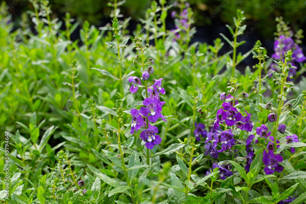 Beautiful angelonia goyazensis benth in the park Beautiful angelonia goyazensis benth in the park