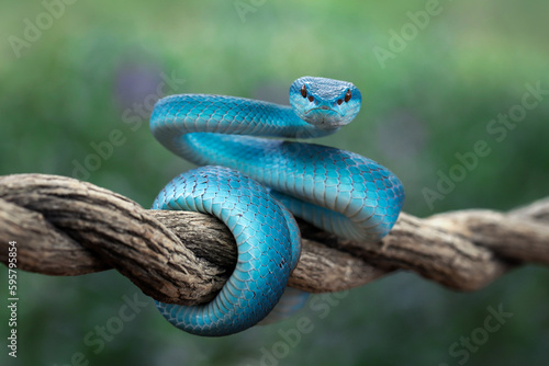 Blue Insularis (Trimeresurus insularis) is venomous pit vipers and endemic species in Indonesia. 