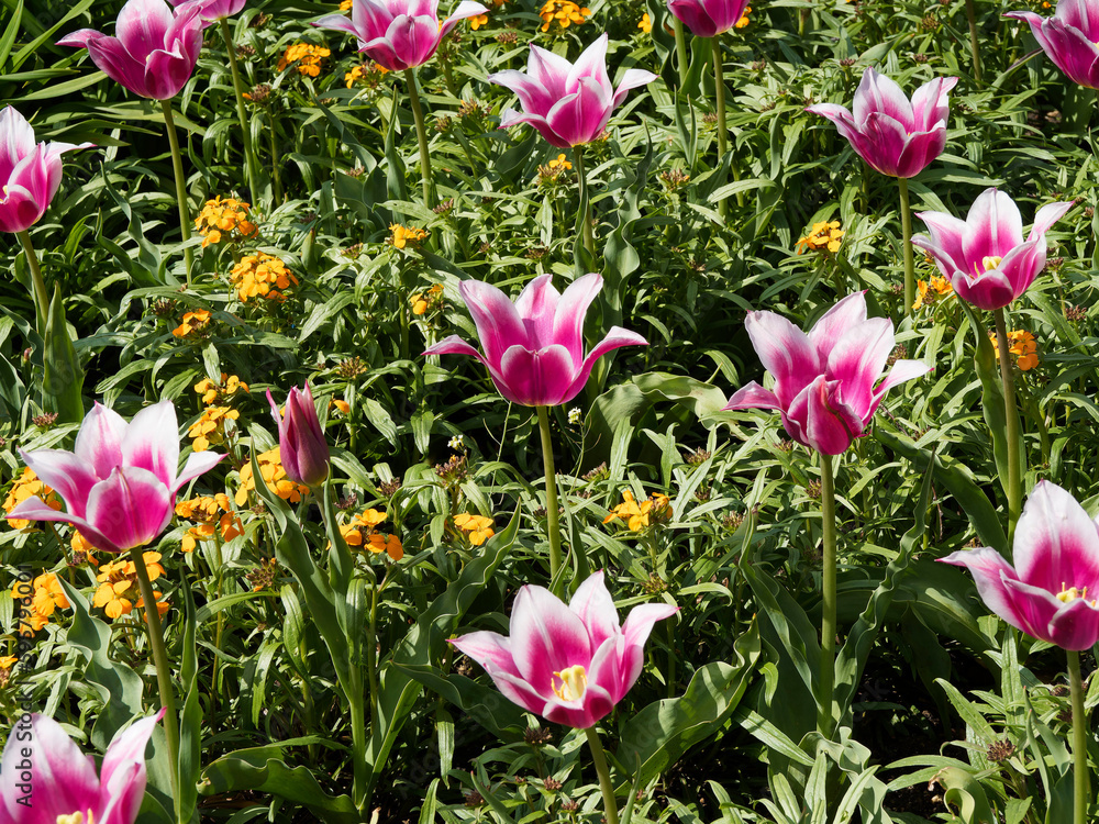 Obraz premium Elegantes tulipes de variété 'Ballade' en massif de couleur bordeaux sur haute tige robuste au feuilles lancéolées