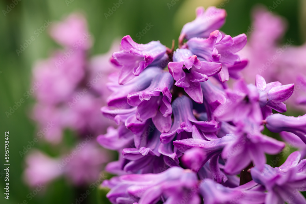 Violet Hyacinth blooms in the garden, close up. Violet Hyacinth blooms in the garden, close up.