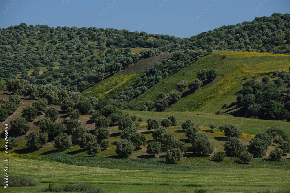 hills planted with olive trees, near Sidi Chahed Reservoir, Fes, morocco, africa