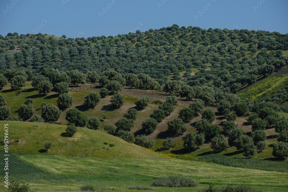 hills planted with olive trees, near Sidi Chahed Reservoir, Fes, morocco, africa