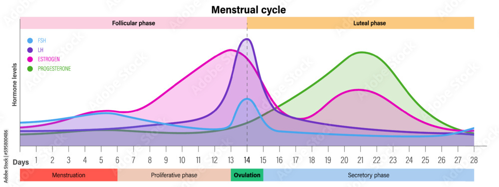 Menstrual Cycle Hormone Levels Menstrual Proliferative Ovulation And Menstrual Cycle Hormone Levels Menstrual Proliferative Ovulation And