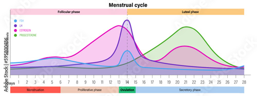 Menstrual cycle. Hormone levels. Menstrual, proliferative ovulation and secretory phases. Follicular phase, ovulation and luteal phase. photo