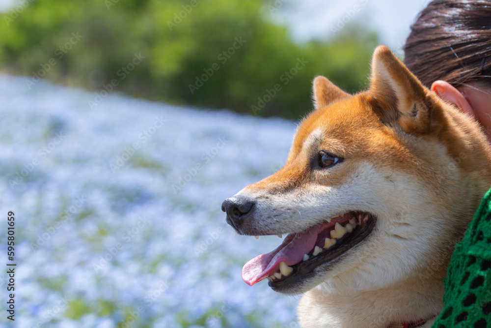 花畑の前の笑顔の柴犬
