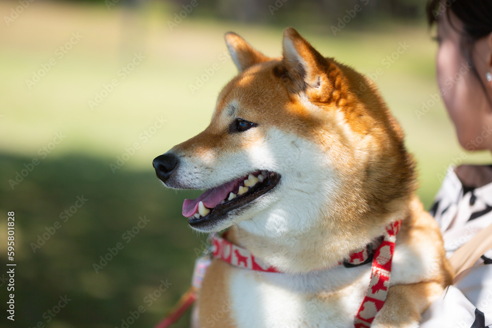 公園で抱っこされた笑顔の柴犬
