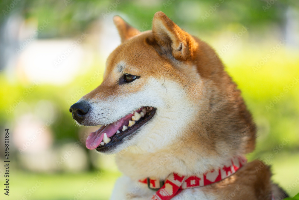 笑顔の柴犬