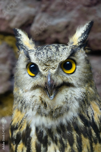 Eastern screech owl close up head shot portrait