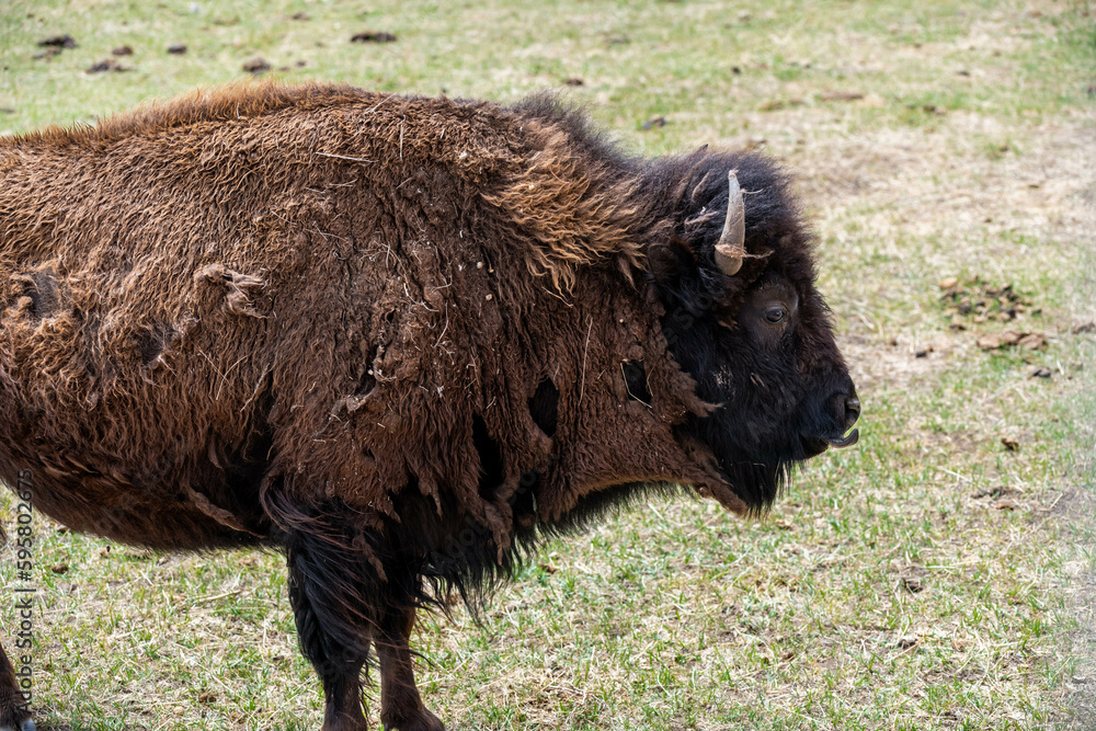 American Bison in the field of Terry Bison Ranch, Wyoming American Bison in the field of Terry Bison Ranch, Wyoming