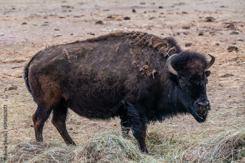 American Bison in the field of Terry Bison Ranch, Wyoming American Bison in the field of Terry Bison Ranch, Wyoming