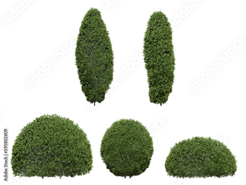 thuja shrubs on a transparent background photo