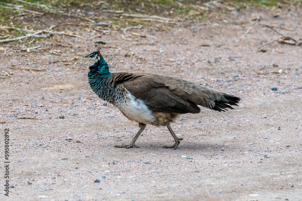 A blue and green peacock in Terry Bison Ranch, Wyoming A blue and green peacock in Terry Bison Ranch, Wyoming