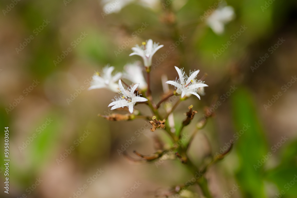 ミツガシワの白い花 ミツガシワの白い花