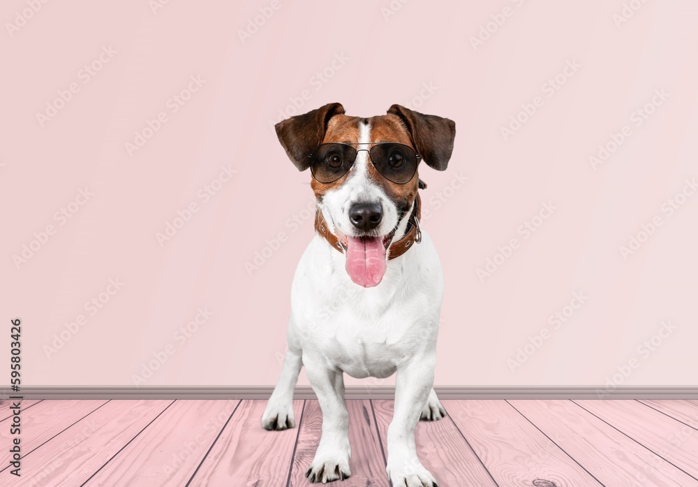 Cute young smart dog pet in sunglasses. Cute young smart dog pet in sunglasses.